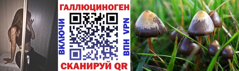 darknet наркотические препараты  Красково  Псилоцибиновые грибы Cubensis 